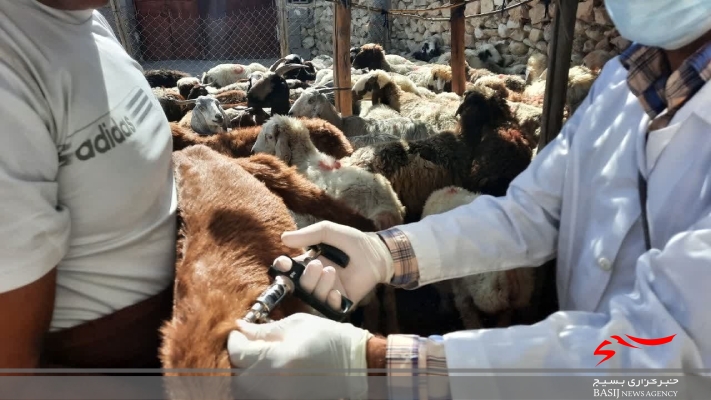 سفر سه روزه گروه جهادی دامپزشکی شهید خاج شهرستان بوشهر  به بخش بوشکان
