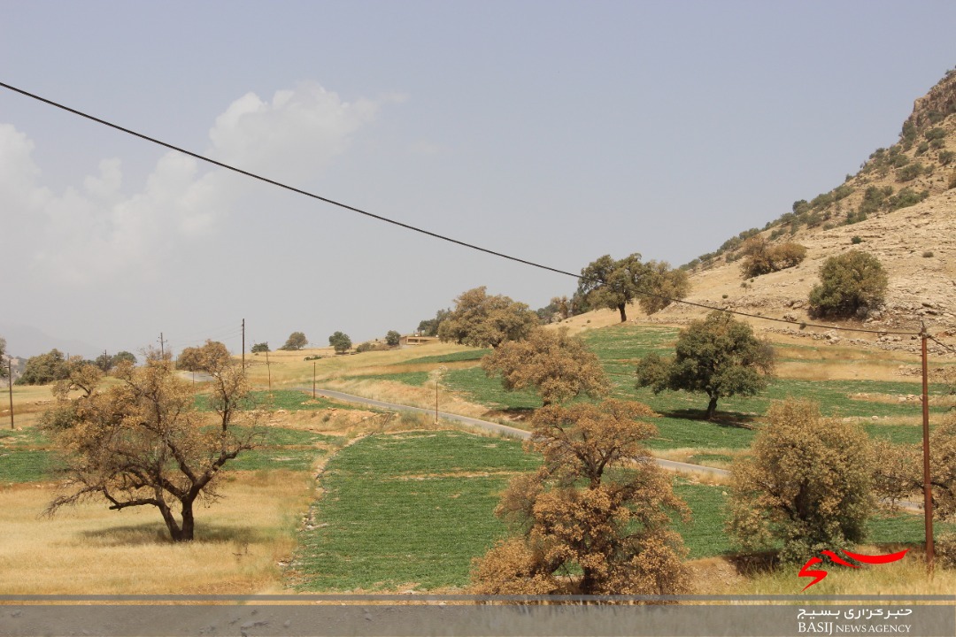 حمله آفت پروانه برگخوار به درختان بلوط شهرستان باشت/ سپاه و بسیج وارد عمل شدند