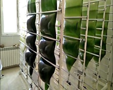 تولید ریز جلبک‌های کاربردی صنایع در شاهرود