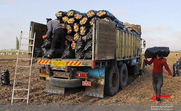 مجوز صادرات ۱۰۰هزار تن سیب زمینی از استان اردبیل اخذ شد