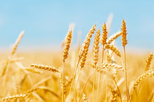 نان باکیفیت در خراسان نشان دهنده داشتن مزارع سالم کشاورزی است
