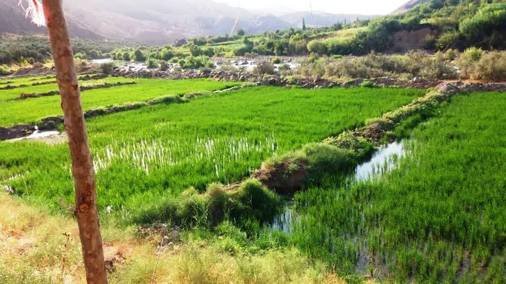 افزایش ۵۲درصدی درآمدهای موقوفات در سال گذشته/الحاق ۲۲هکتار از اراضی موقوفه جهت نهضت مسکن ملی در قیدار