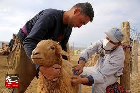 واکسیناسیون بیش از ۲ میلیون دام‌ در خوزستان علیه بیماری آبله