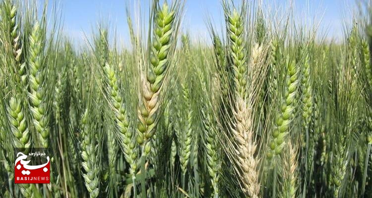 هشدار گسترش آفت مزارع گندم در شمال اردبیل
