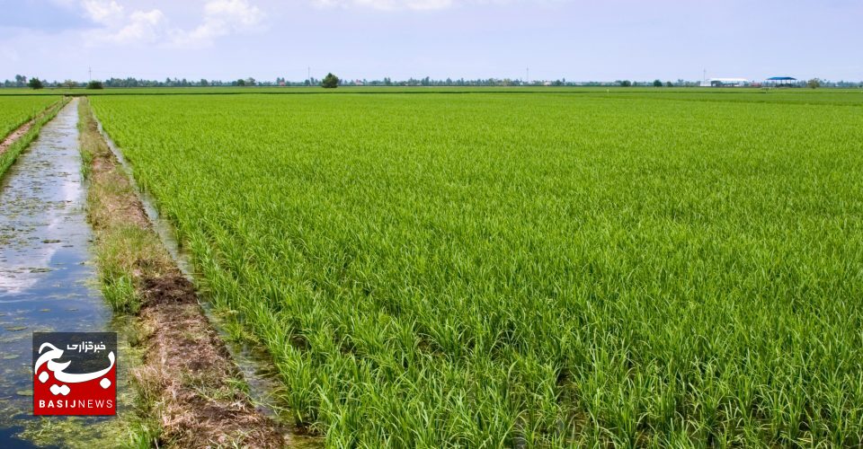 مصرف آب کشاورزی در اردبیل بیشتر از میانگین کشوری است