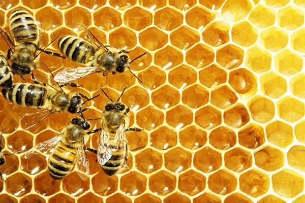 توسعه صنعت زنبورداری کبودراهنگ پیگیری می‌شود