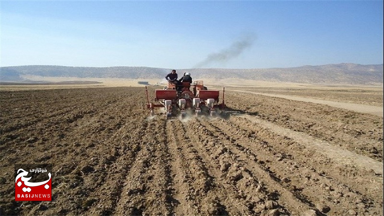 ۲۸۰ هزار هکتار از اراضی زراعی استان اردبیل زیر کشت گندم رفت
