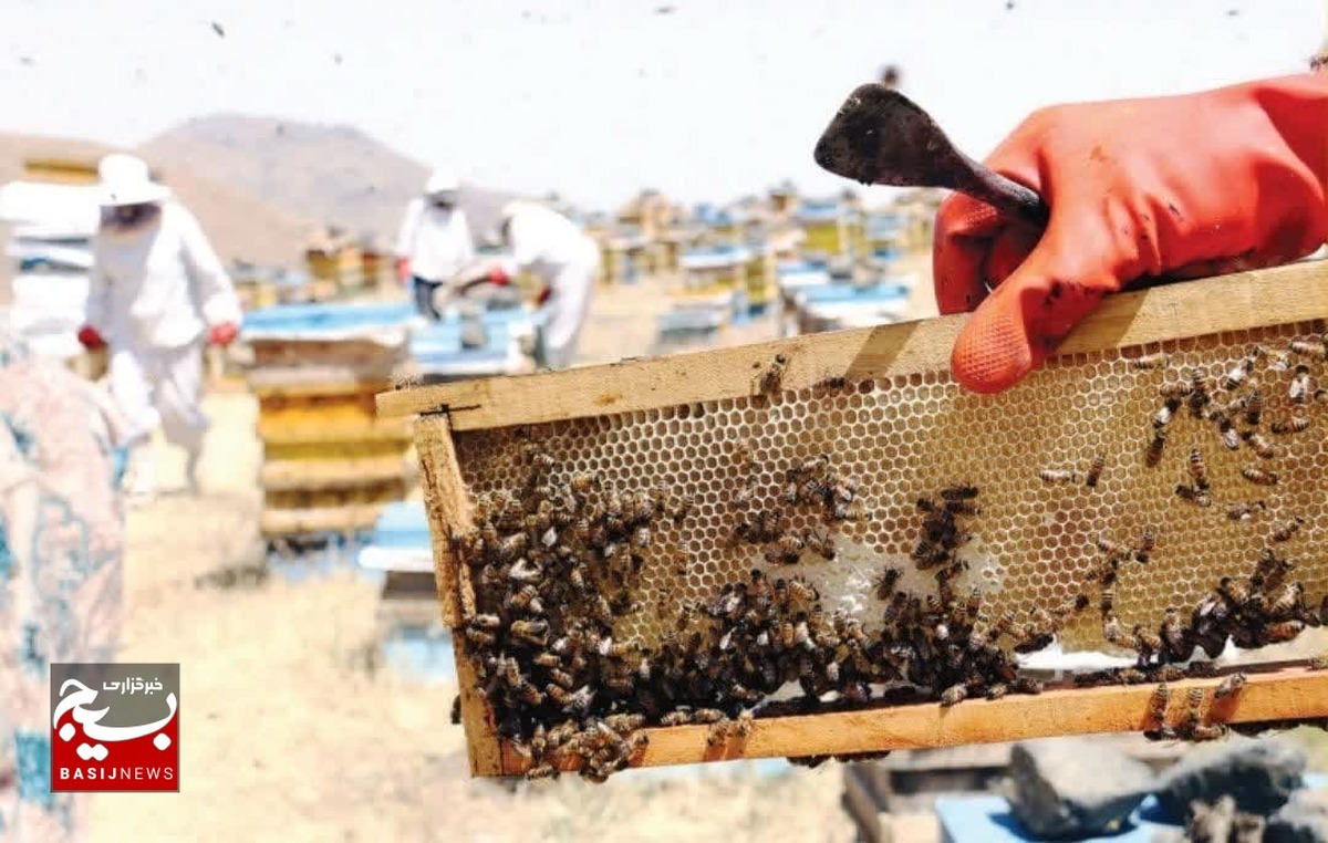 تشکیل تعاونی برای پرورش زنبور عسل و تولید عسل در زنجان