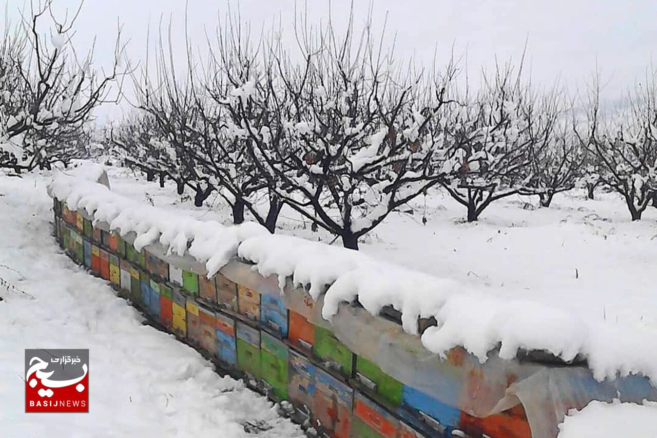 زنبورداران کلنی‌ها را در برابر سرما محافظت کنند