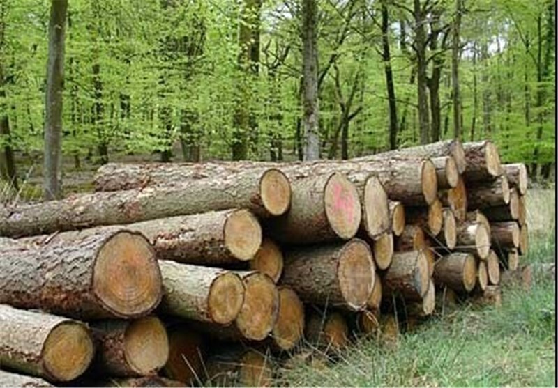 اجرای طرح زراعت چوب در کارون