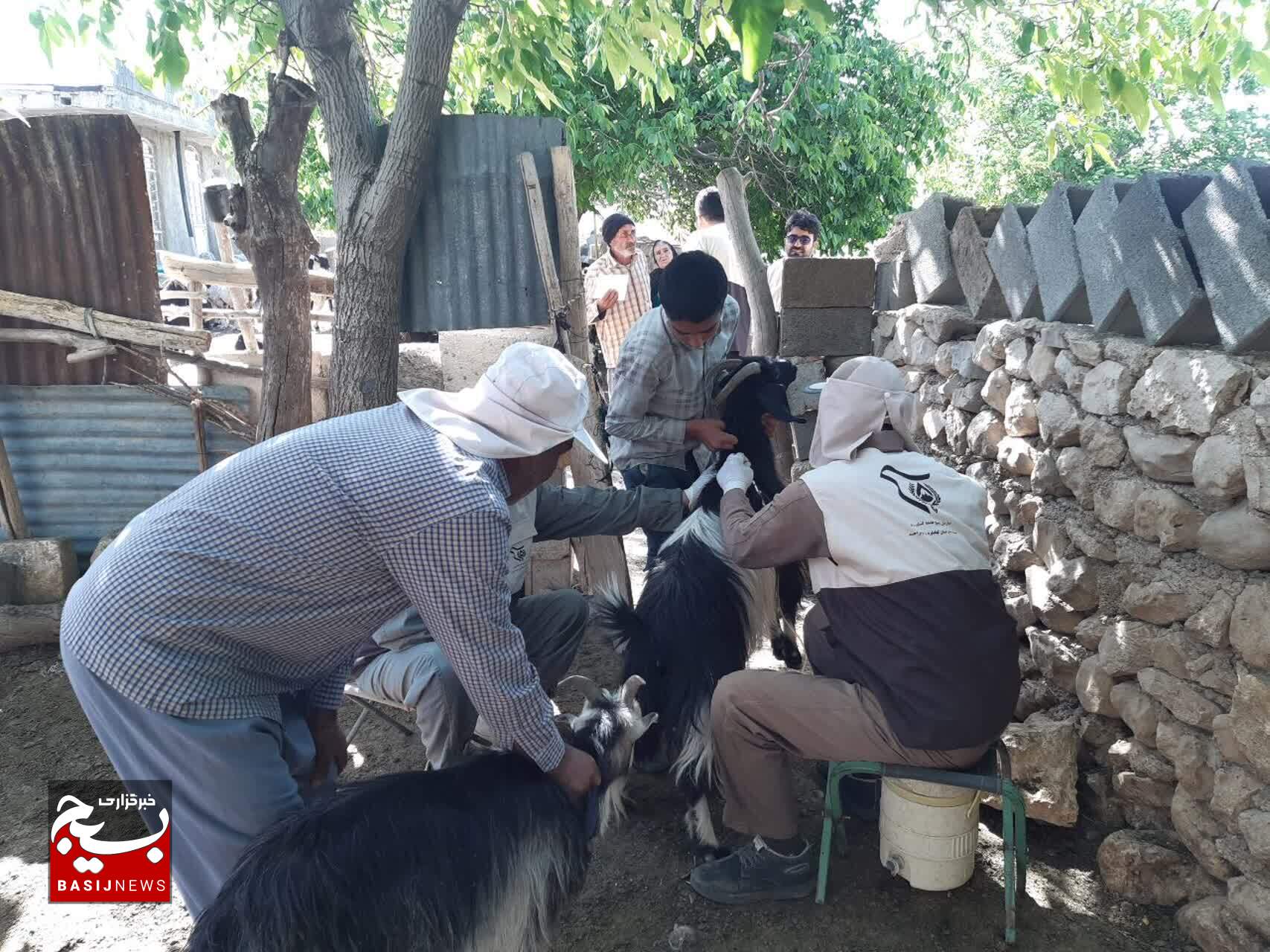 بسیج مهندسین کشاورزی سپاه فتح کهگیلویه و بویراحمد پای کار کمک به خودکفایی گوشت قرمز