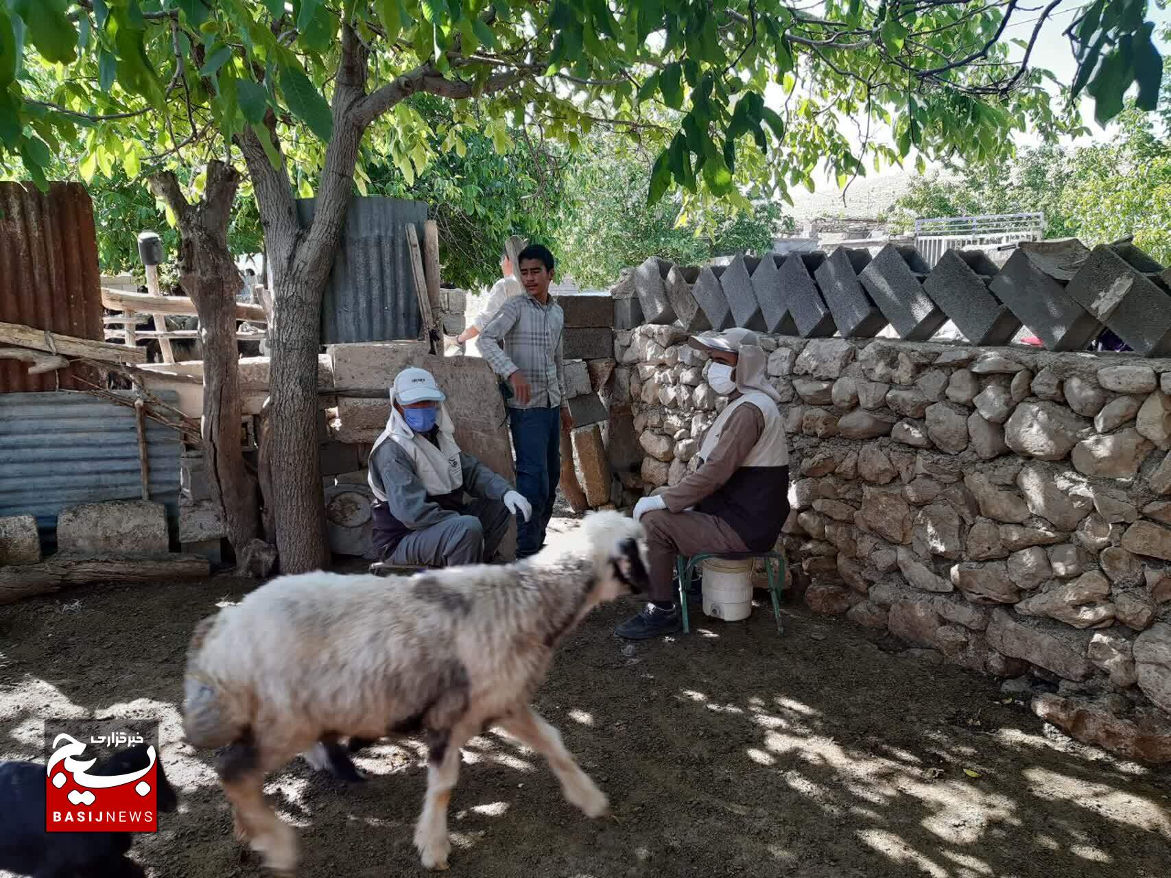 بسیج مهندسین کشاورزی سپاه فتح کهگیلویه و بویراحمد پای کار کمک به خودکفایی گوشت قرمز