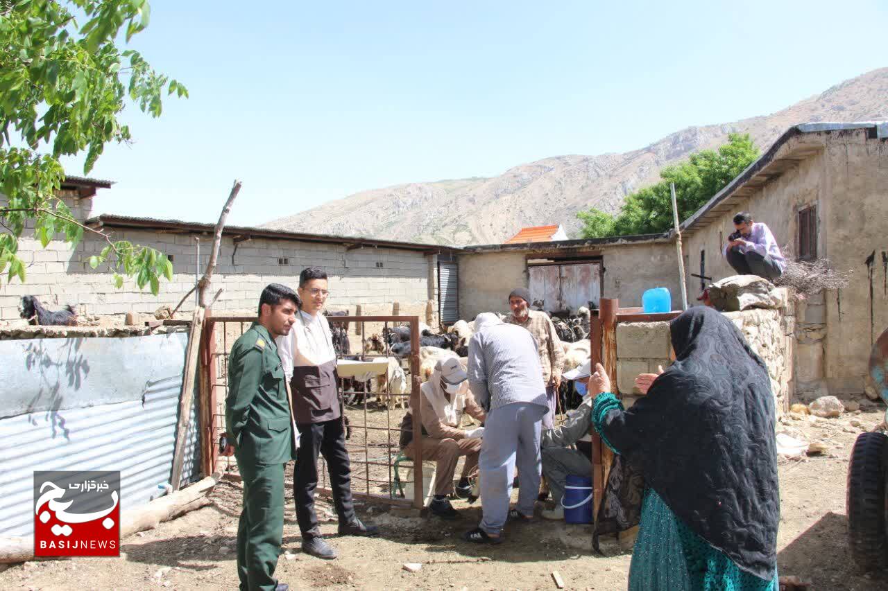 بسیج مهندسین کشاورزی سپاه فتح کهگیلویه و بویراحمد پای کار کمک به خودکفایی گوشت قرمز