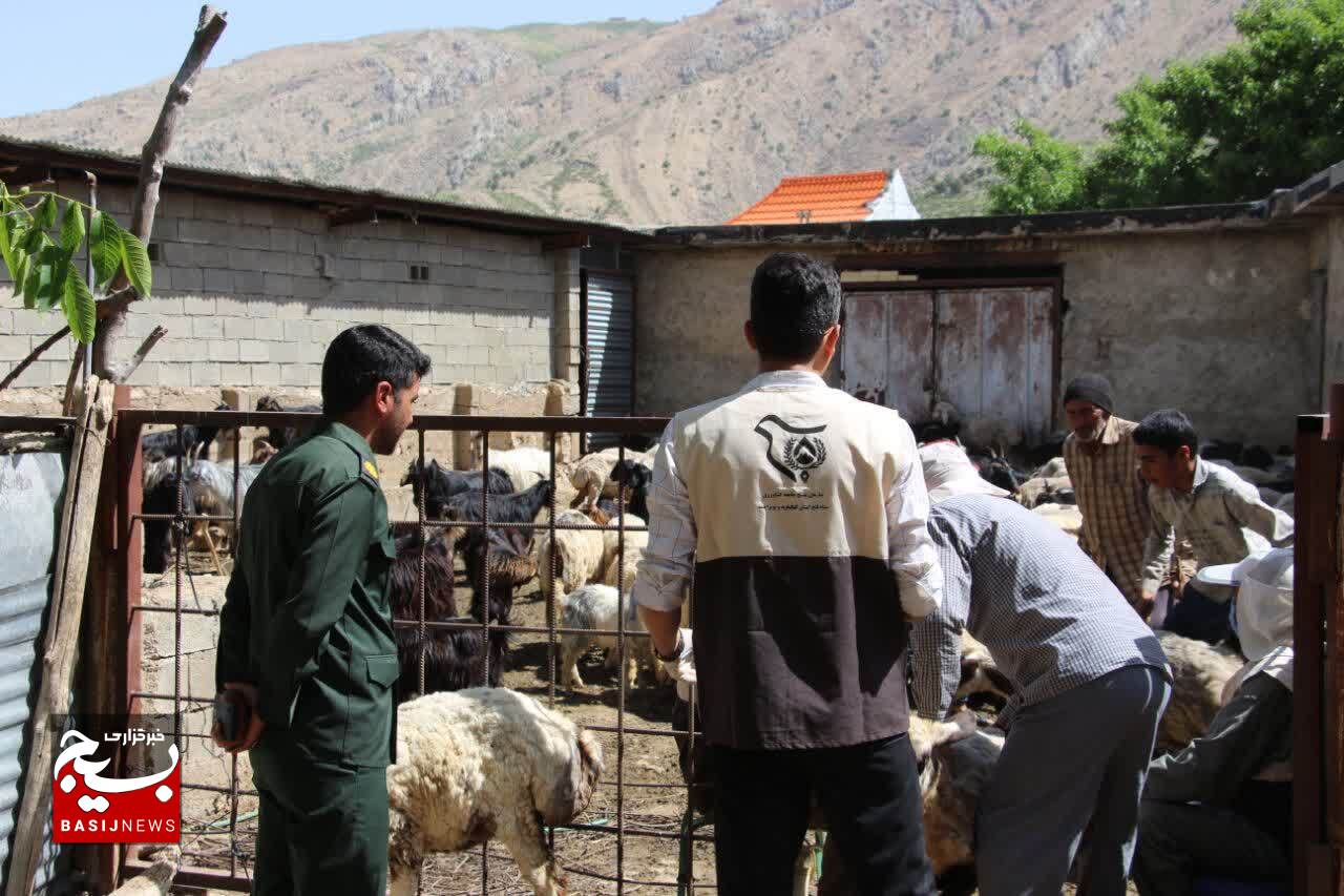 بسیج مهندسین کشاورزی سپاه فتح کهگیلویه و بویراحمد پای کار کمک به خودکفایی گوشت قرمز