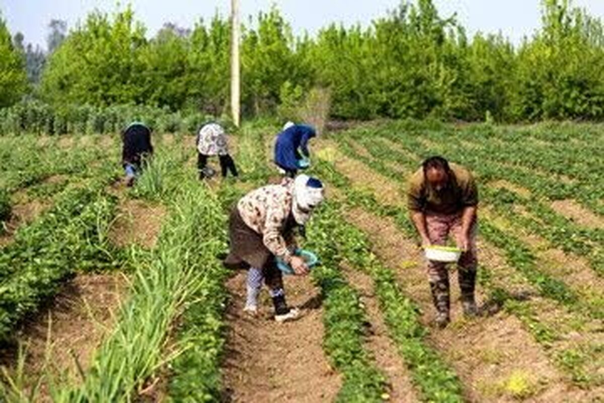 تعهد اشتغال بخش کشاورزی برای ۳۱۰۰ نفر در استان قزوین ابلاغ شد