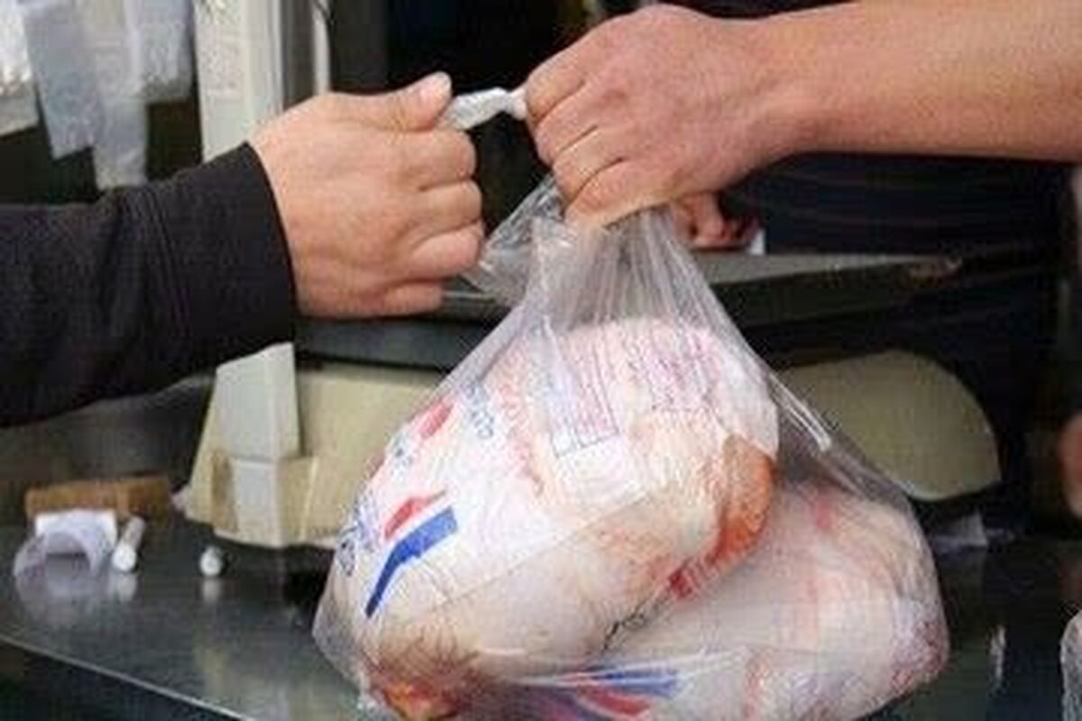 عرضه روزانه ۱۱۶ تن گوشت مرغ گرم در سطح استان قزوین