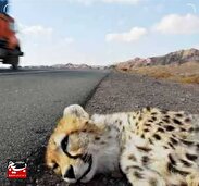 تکرار حادثه تلخ مرگ یوز آسیایی در اثر تصادف