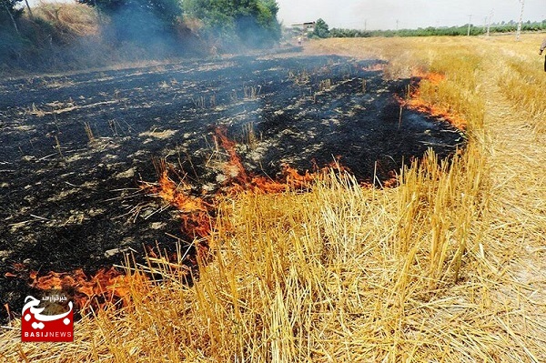 کشاورزان از سوزاندن کاه و کلش در مزارع خودداری کنند