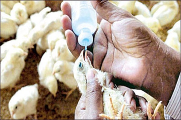 برگزاری رزمایش واکسیناسیون طیور و دام در استان همدان