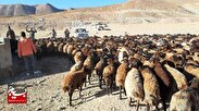 امکان افزایش ۲ برابری تولید گوشت قرمز با تامین نهاده‌ها / بسیج سازندگی به داد ما رسید