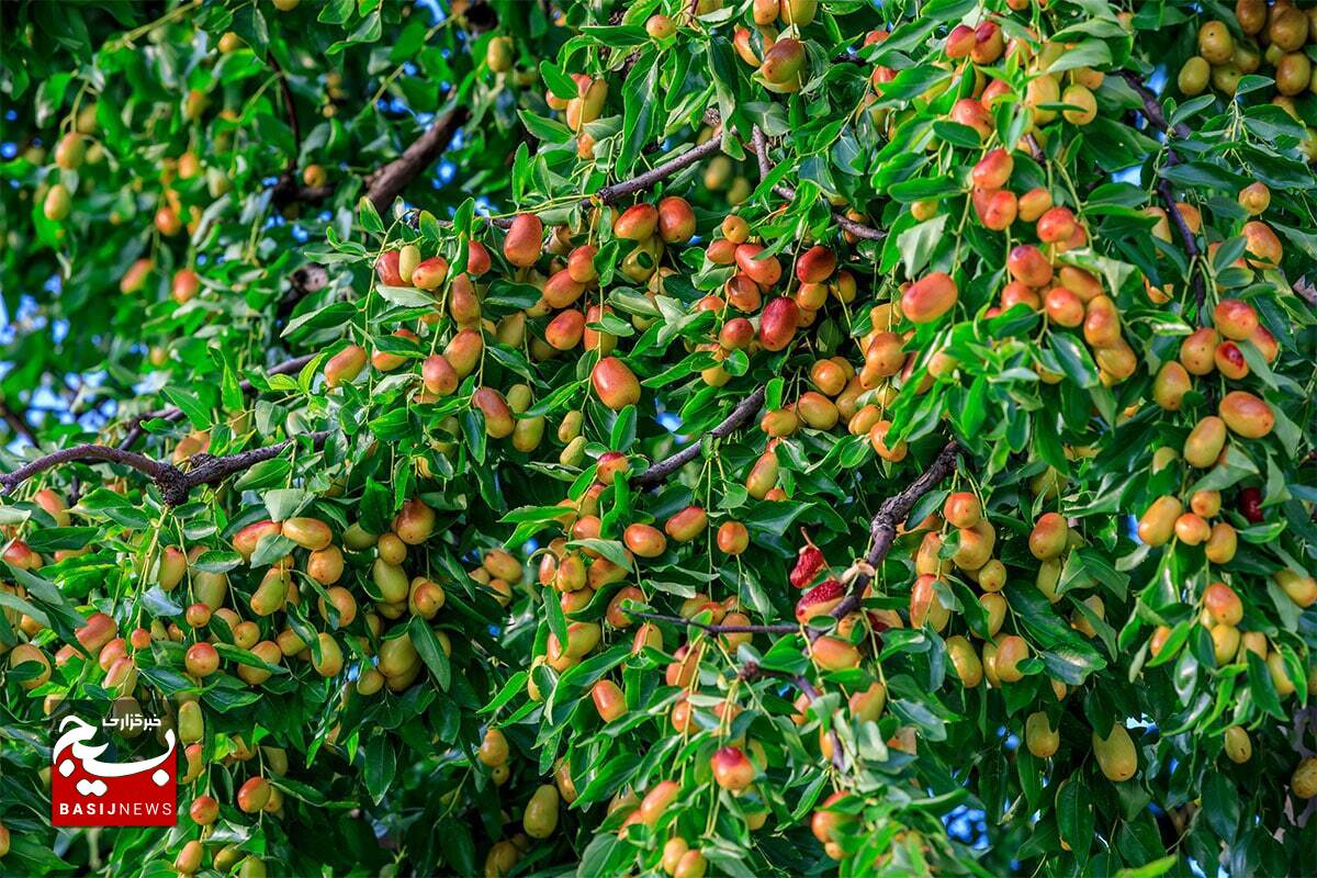 کاشت ۵۰۰ اصله نهال توسط گروه جهادی بی‌بی عصمت استان کرمان