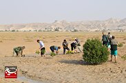 آغاز کاشت ۲۵۰ هزار نهال حَرّا در شهرستان دیّر