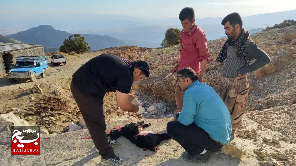 واکسیناسیون چهار هزار راس دام علیه بیماری نیوکاسل توسط بسیج در شهرستان باشت