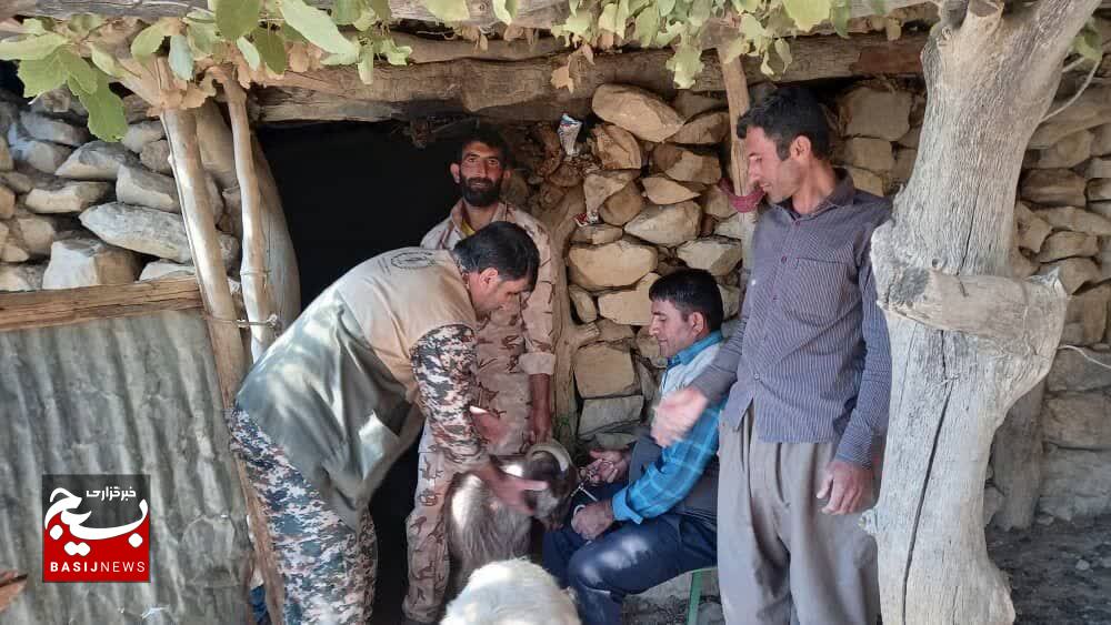 واکسیناسیون چهار هزار راس دام علیه بیماری نیوکاسل توسط بسیج در شهرستان باشت