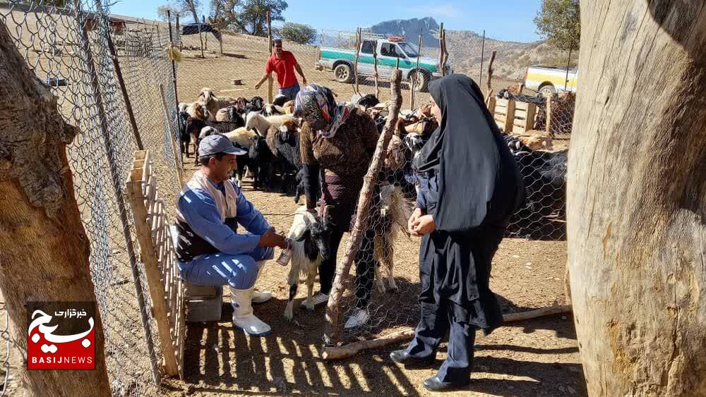 واکسیناسیون چهار هزار راس دام علیه بیماری نیوکاسل توسط بسیج در شهرستان باشت