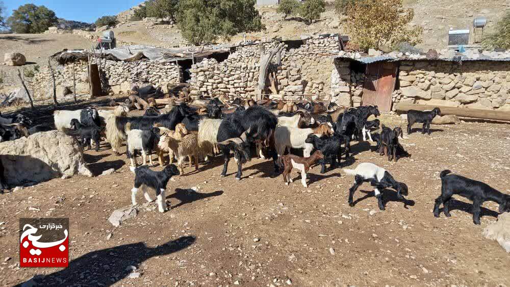 واکسیناسیون چهار هزار راس دام علیه بیماری نیوکاسل توسط بسیج در شهرستان باشت