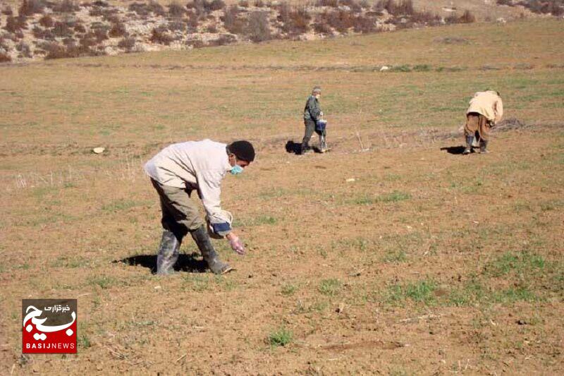 مبارزه با آفت موش در ۳۰۰ هزار هکتار از اراضی استان اردبیل ادامه دارد