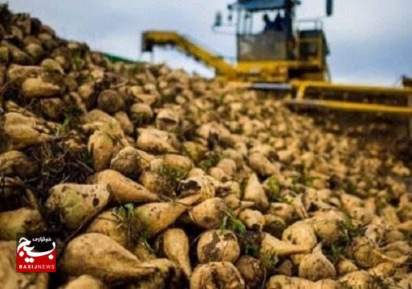 رشد ۱۰ درصدی تولید چغندر قند در نصرآباد رشد ۱۰ درصدی تولید چغندر قند در نصرآباد