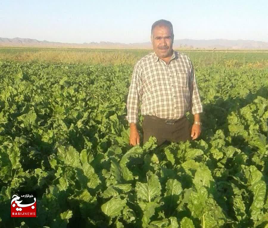 رشد ۱۰ درصدی تولید چغندر قند در نصرآباد
