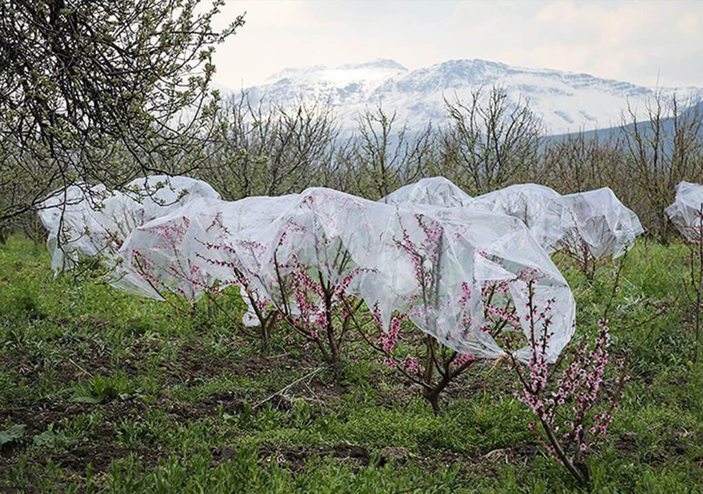 احتمال سرمازدگی محصولات کشاورزی / توصیه‌های کارشناسان را جدی بگیرید