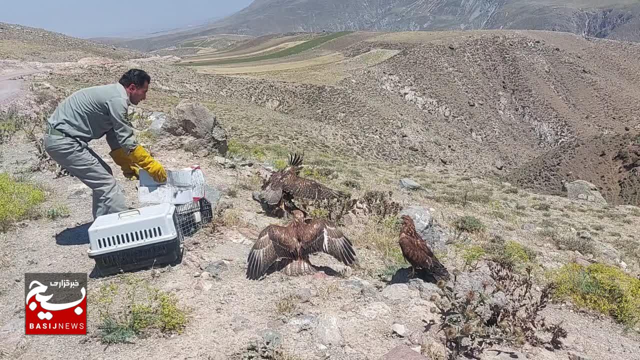 ۲۵۰ گونه جانوری پس از تیمار در طبیعت استان اردبیل رهاسازی شد