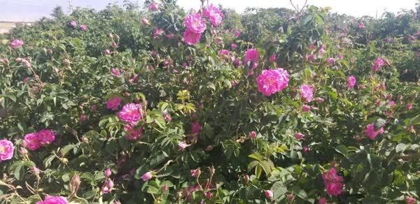 پیش‌بینی برداشت ۱۲۰ تن گل محمدی در شاهرود