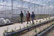 حضور مسئول کارگروه کشاورزی مرکز نوآوری بسیج استان و موسس شرکت دانش بنیان تحقیقات گیاهان دارویی در شیروان