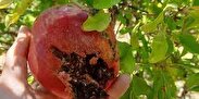 «کرم گلوگاه»؛ آفت باغات انار ساوه
