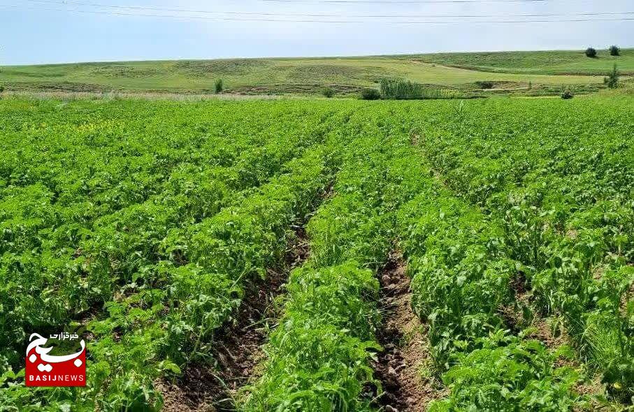 شیوع بیماری سفیدک دروغین در مزارع سیب زمینی استان اردبیل