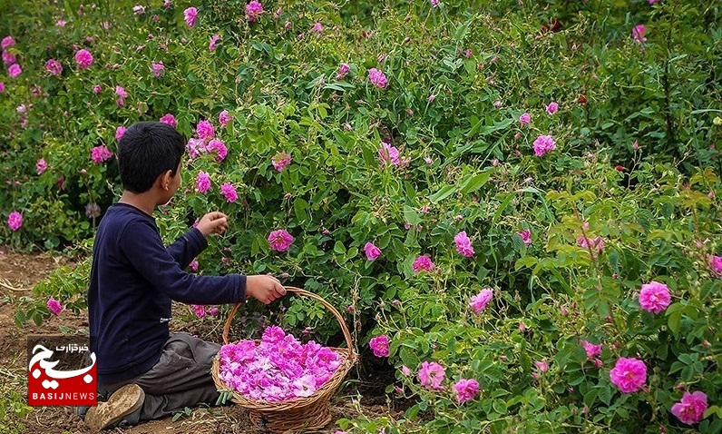 میمند فارس ، بالاترین سطح زیر کشت گل محمدی کشور را دارد