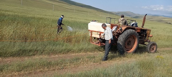 مبارزه شیمیایی با بیماری زنگ زرد  در مزارع غلات شهرستان ورزقان