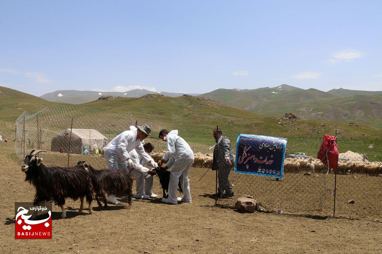 واکسیناسیون دام عشایر استان اردبیل علیه بیماری تب برفکی آغاز شد