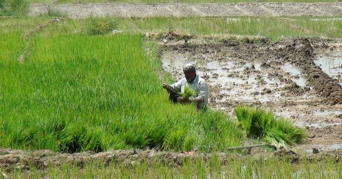 شهرستان چرداول قطب اول برنج کاری استان ایلام