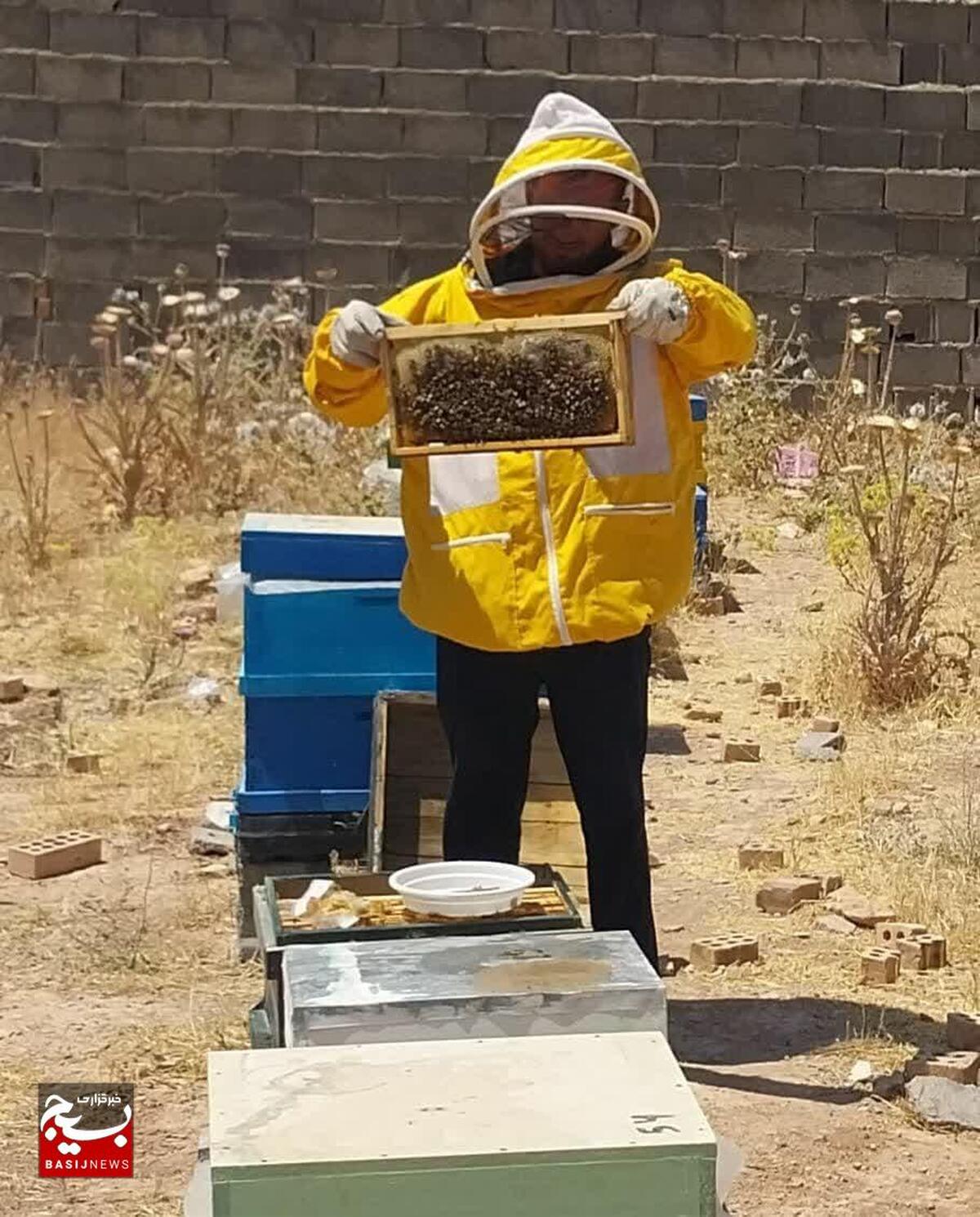 کار آفرینی که یک کلنی زنبورعسل را در خانمیرزا به ۱۰۰کلنی افزایش داد