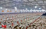 تولید بیش از ۴۱۲ تن گوشت مرغ در شهرستان راسک 