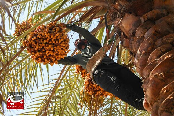 گزارش تصویری جشنواره شکرانه برداشت خرما