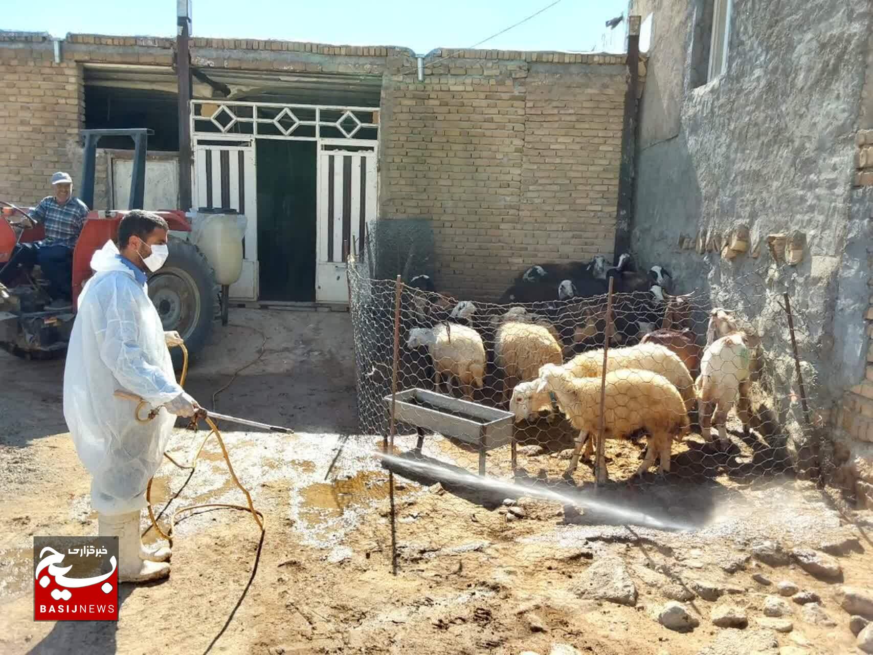 ویزیت رایگان ۴ هزار راس دام و ۵۰۰ عدد طیور در رزمایش جهادی دامپزشکی شهرستان خرم آباد بخش زاغه (روستای باده)