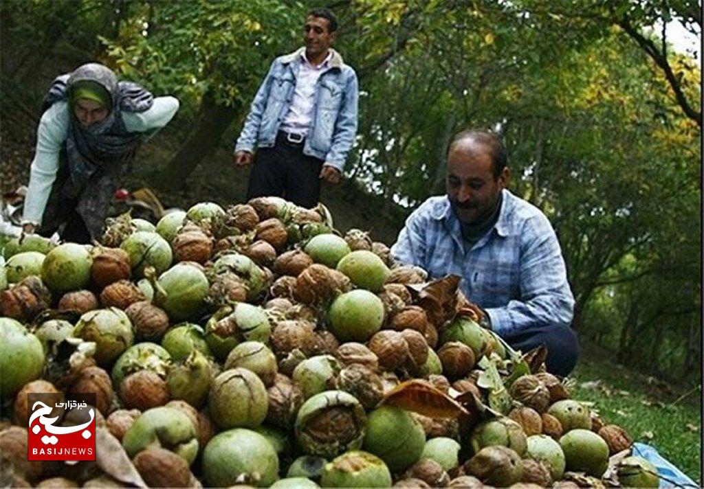 بخش ثمرین میزبان جشن گردو اردبیل