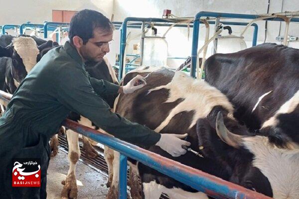 واکسیناسیون ۶۵۰۰ دام سبک و سنگین طی ۶ ماهه گذشته در اردبیل