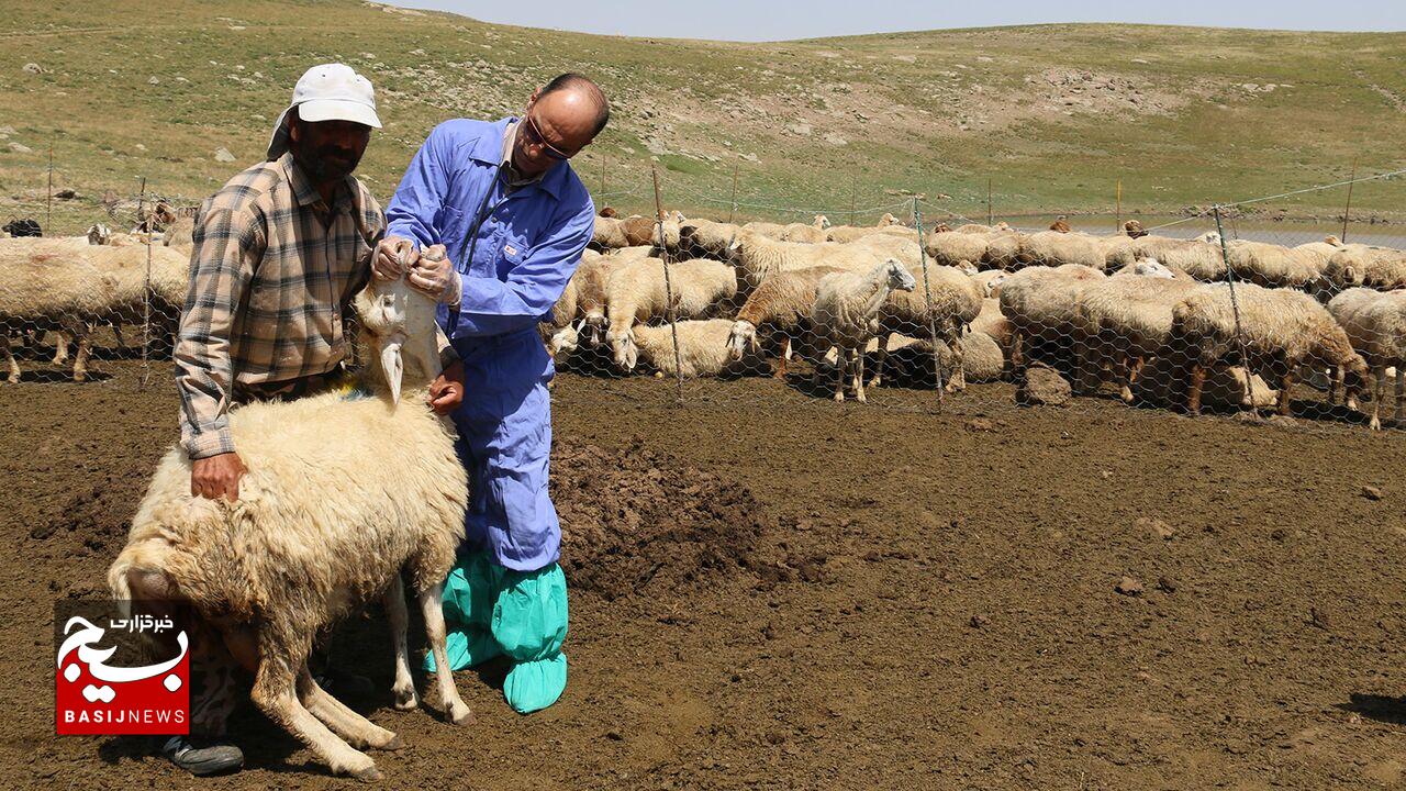 رشد ۴۰ درصدی دوقلوزایی و تولید بره در مناطق عشایری مغان رشد ۴۰ درصدی دوقلوزایی و تولید بره در مناطق عشایری مغان